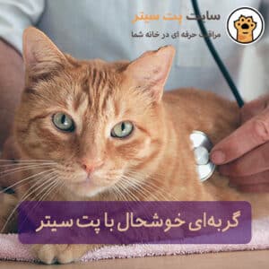 نگهداری از گربه در منزل