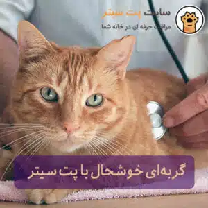 نگهداری از گربه در منزل