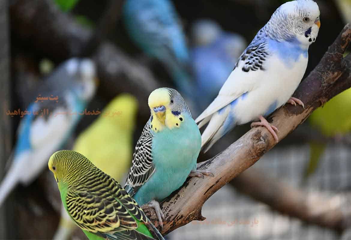 نگه داری حیوانات یا زندانی کردنشان