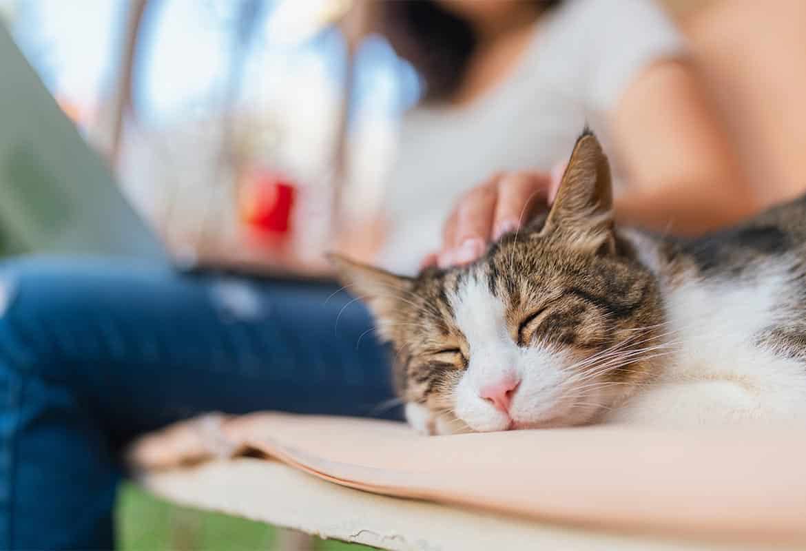 پرستار گربه حرفه ای