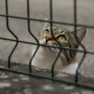 نگه داری حیوانات یا زندانی کردنشان
