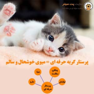 پرستاری حرفه ای گربه در منزل