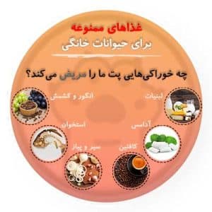 غذاهای ممنوعه برای حیوانات خانگی